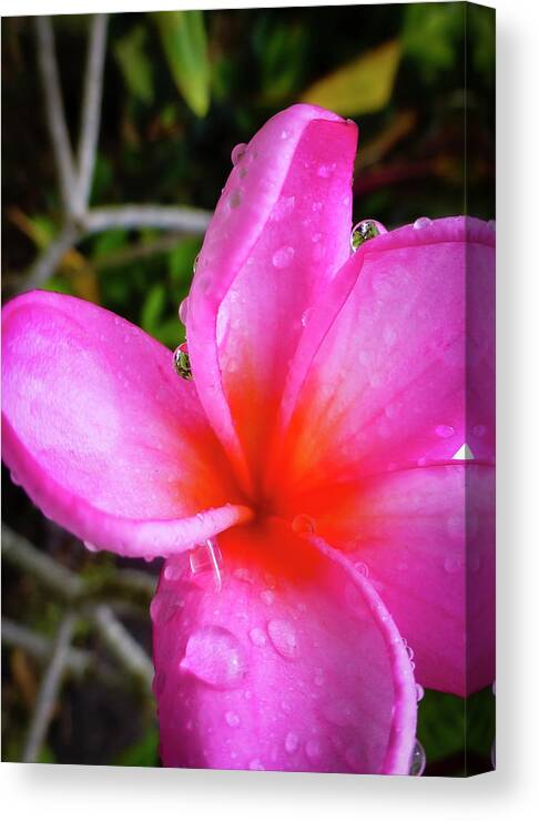 Pink Flower Pictures Canvas Print featuring the photograph Hawaii Flower Photography 20150713-721 by Rowan Lyford