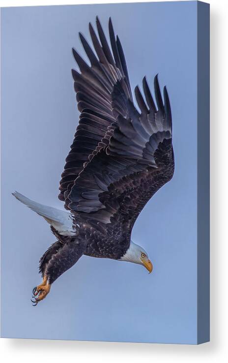 Eagle Canvas Print featuring the photograph Eagle Portrait by Randy Robbins