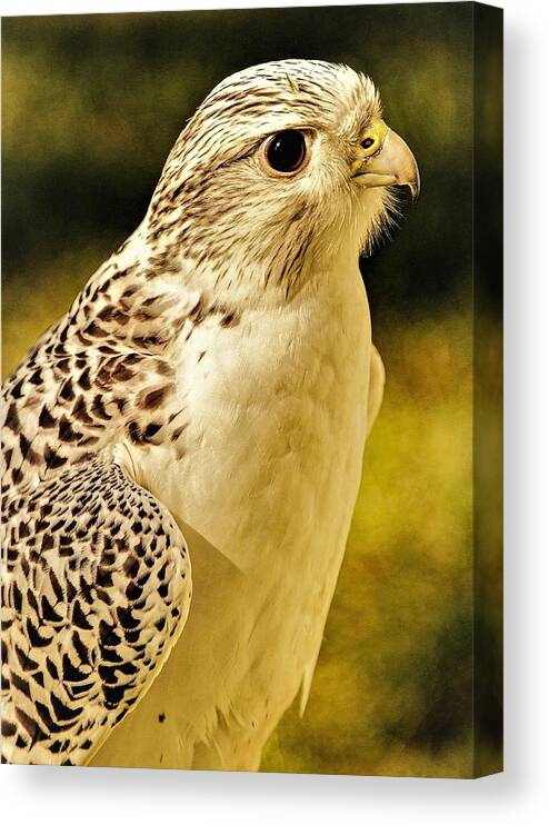 Bird Of Pray Feathers Eye Canvas Print featuring the photograph Bird3 by John Linnemeyer
