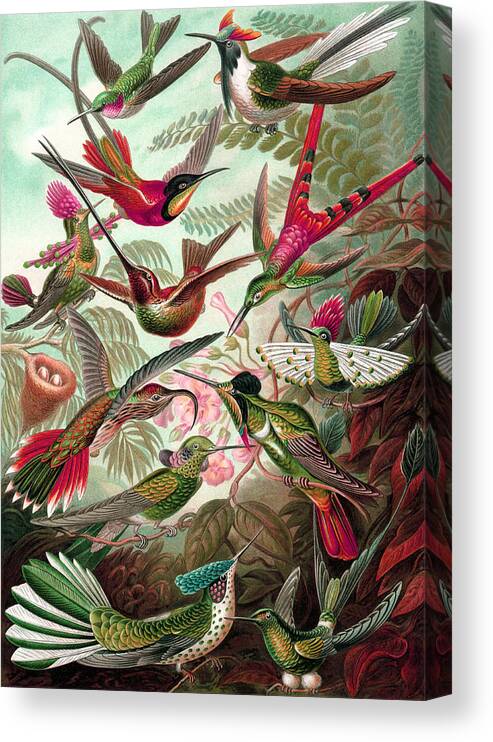 Ernst Haeckel Canvas Print featuring the drawing Trochilidae by Ernst Haeckel #1 by Mango Art