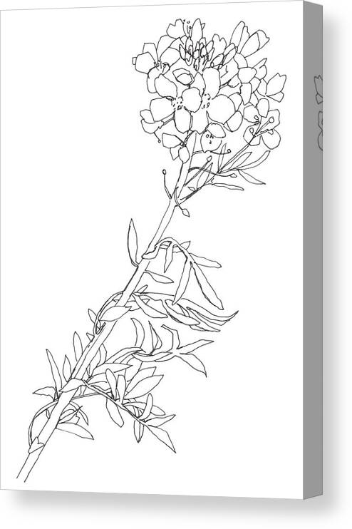 Botanical Illustration Canvas Print featuring the drawing 0015-Cuckoo-flower by Anke Classen