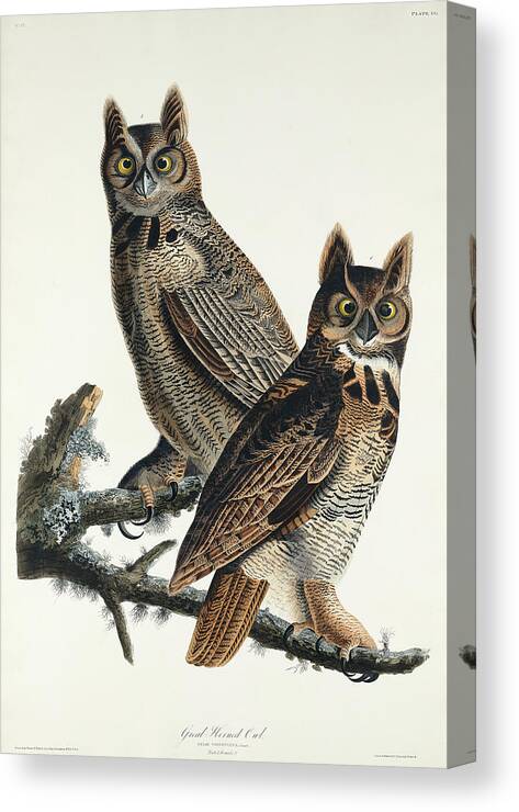 Audubon Birds Canvas Print featuring the drawing Great Horned Owl #5 by John James Audubon