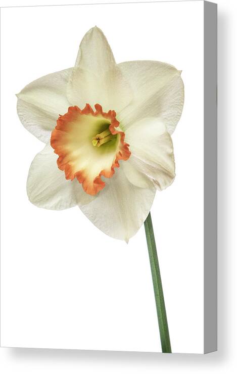 Flower Canvas Print featuring the photograph A high key daffodil by Roman Kurywczak