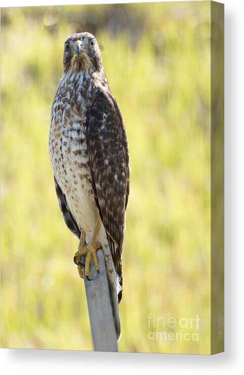 Hawk Canvas Print featuring the photograph A Young Cooper's Hawk by L Bosco