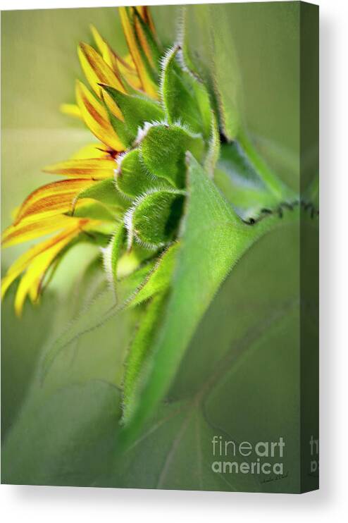Flora Canvas Print featuring the photograph Be Thankful #1 by Sandra Clark