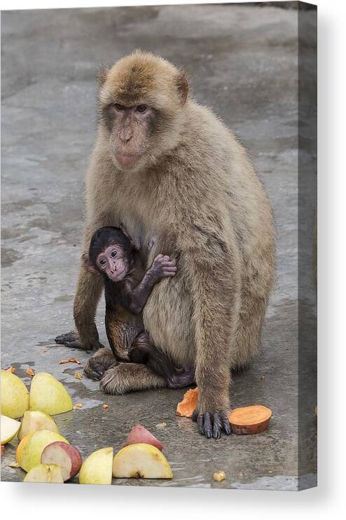 Outdoors Canvas Print featuring the photograph Barbary Macaque with her Baby by Elizabeth W. Kearley