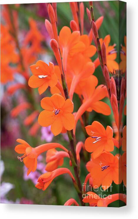 Watsonia Pillansii Canvas Print featuring the photograph Beatrice Watsonia Flowers by Tim Gainey