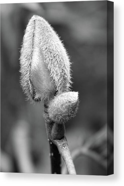Bud Canvas Print featuring the photograph Beauty in Disguise by Robert Wilder Jr
