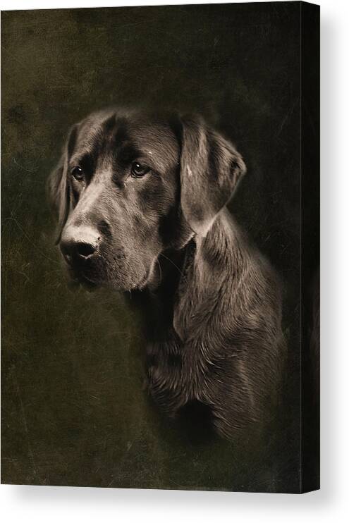 Black Lab Canvas Print featuring the photograph Black Labrador by Sally Bauer