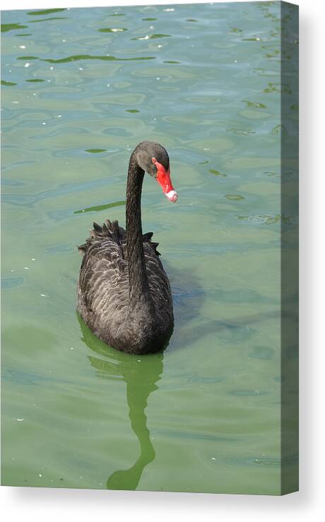  Canvas Print featuring the photograph Black Swan by Heather E Harman