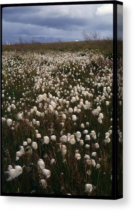 Bog Flowers Canvas Print featuring the photograph Bog cotton by Lisa Mutch