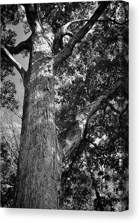 Tree Canvas Print featuring the photograph Branches by George Taylor