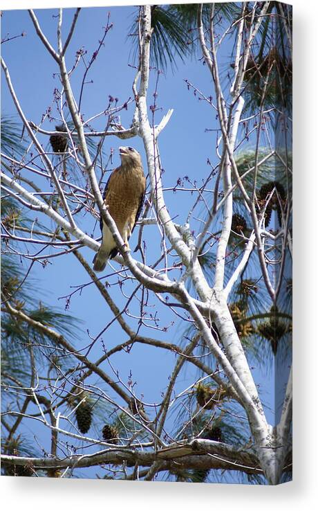 Red-shouldered Hawk Canvas Print featuring the photograph Calling Mate by Heather E Harman
