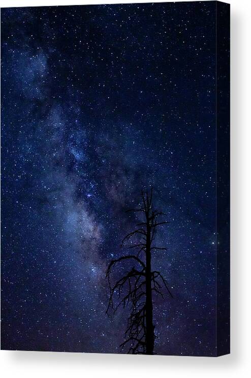 Carson National Forest Canvas Print featuring the photograph Carson National Forest by Maresa Pryor-Luzier