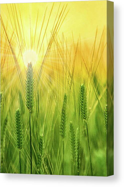 Encourage Canvas Print featuring the digital art Chrisian Get Well I Pray Summer Wheat Field by Doreen Erhardt