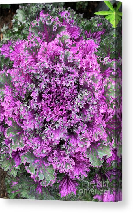 Cabbage Canvas Print featuring the photograph Colourful Ornamental Cabbage by Tim Gainey
