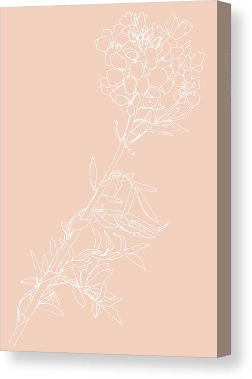 Botanical Illustration Canvas Print featuring the drawing 0062-Cuckoo-flower Blush by Anke Classen