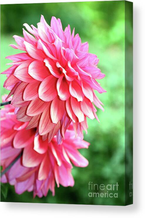 Pink Dahlias Canvas Print featuring the photograph Dahlias profile by Janice Drew