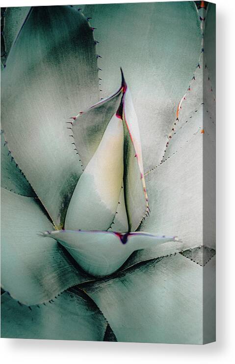 Agave Canvas Print featuring the photograph Desert Agave Cactus by Julie Palencia