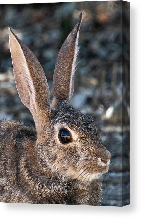 Rabbit Canvas Print featuring the photograph Desert Cottontail by Melisa Elliott