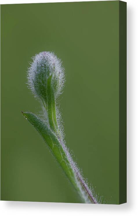 Dew Canvas Print featuring the photograph Dew On A Groundsel Bud by Karen Rispin