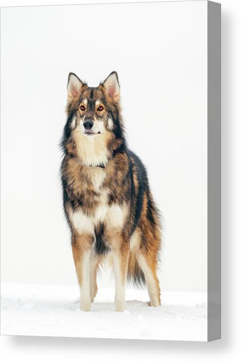 Utonagan Canvas Print featuring the photograph Dog in snow by Grant Glendinning