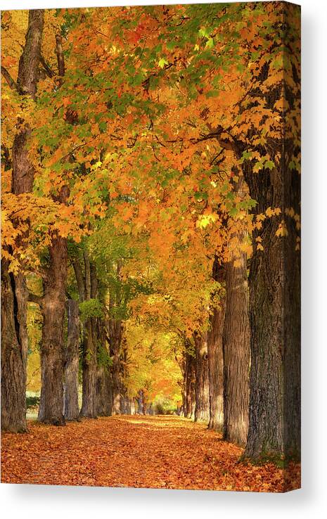 #autumn#fall#trees#maine#goldenlight#fineartprints Canvas Print featuring the photograph Driveway of Gold by Darylann Leonard Photography
