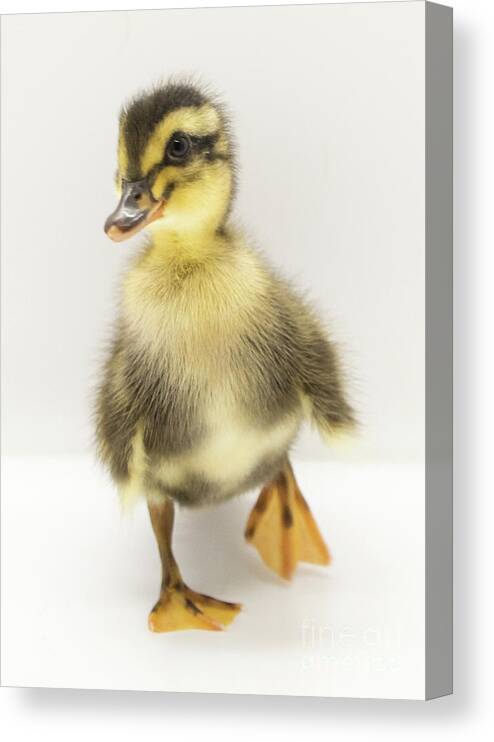 Ducks Canvas Print featuring the photograph Duckie 2 by Cheryl McClure