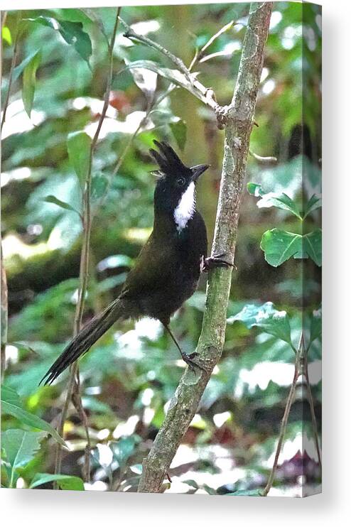 Animals Canvas Print featuring the photograph Eastern Whipbird by Maryse Jansen
