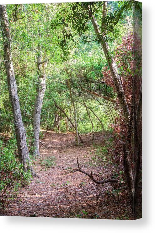 Emerald Isle Canvas Print featuring the photograph Emerald Isle Woods Trail - Early October by Bob Decker