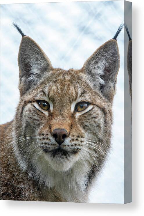 Lynx Canvas Print featuring the photograph Eurasian Lynx portrait by Gareth Parkes