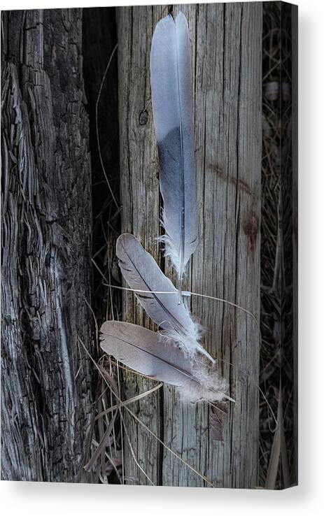 Texture Canvas Print featuring the photograph Feathers On An Old Fence Post by Karen Rispin