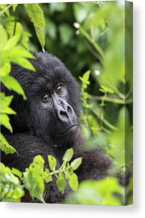 Gorilla Canvas Print featuring the photograph Home by Cameron Anderson Raffan