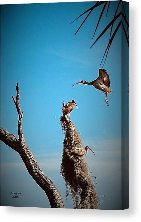 Moss Canvas Print featuring the photograph Final Approach by John Anderson