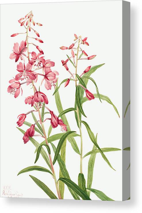 Fireweed Canvas Print featuring the painting Fireweed Flowers by World Art Collective