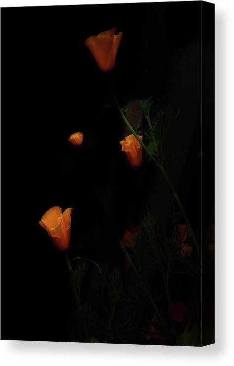 Poppies Canvas Print featuring the photograph Floating Poppies by Daniele Smith