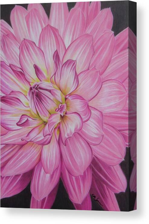 Dahlia Canvas Print featuring the drawing Floral Burst by Kelly Speros