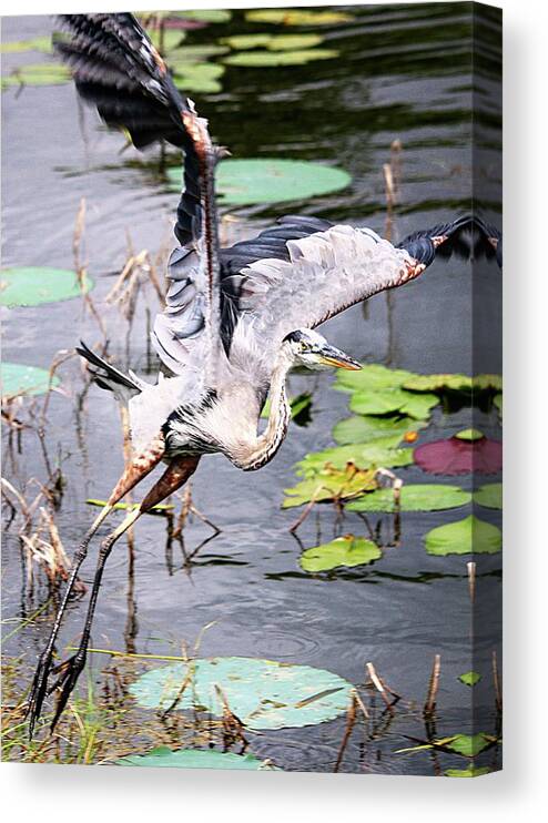 Flying Great Blue Heron Canvas Print featuring the photograph Flying Great Blue Heron by Philip And Robbie Bracco