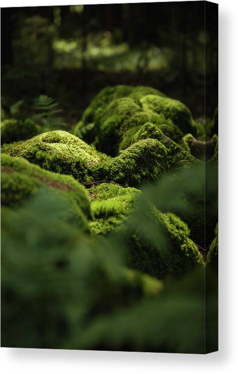 Forest Canvas Print featuring the photograph Forest Calm by Nicklas Gustafsson