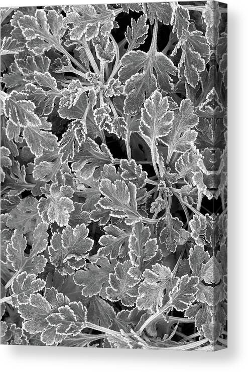 Black And White Canvas Print featuring the photograph Frost Covered Chrysanthemum Leaves Black and White by Kathi Mirto