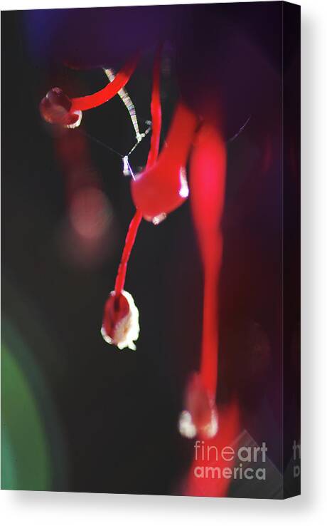 Stephanie Gambini Canvas Print featuring the photograph Fuchsia #5 by Stephanie Gambini