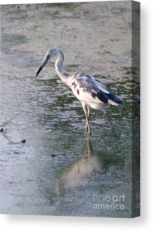 Juvenile Little Blue Heron Canvas Print featuring the photograph Getting There by Hilda Wagner