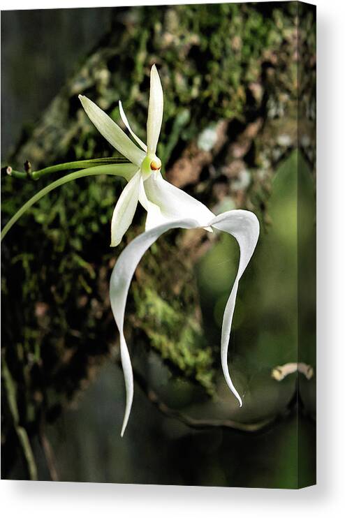 Dendrophylax Lindenii Canvas Print featuring the photograph Ghost Orchid by Rudy Wilms