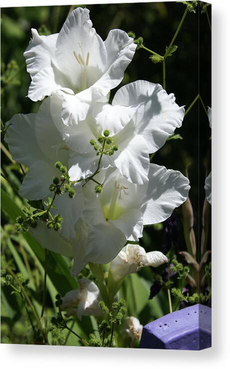  Canvas Print featuring the photograph Gladiolus by Heather E Harman