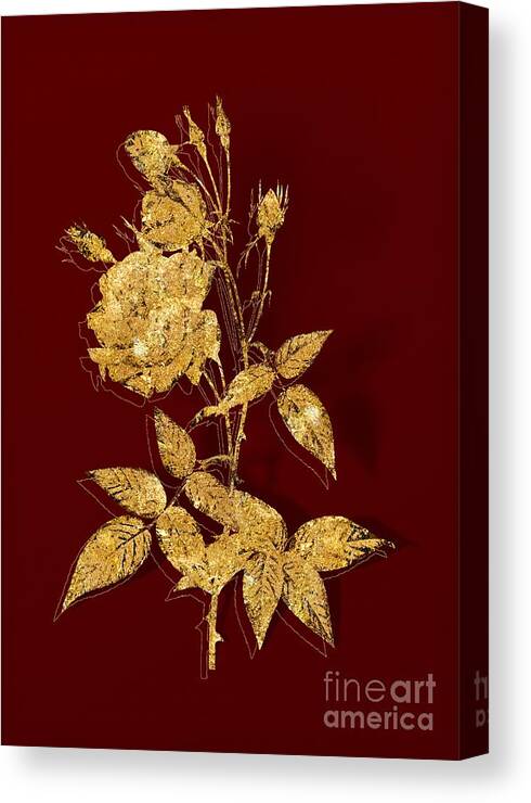 Vintage Canvas Print featuring the mixed media Gold Common Rose of India Botanical Illustration on Red by Holy Rock Design