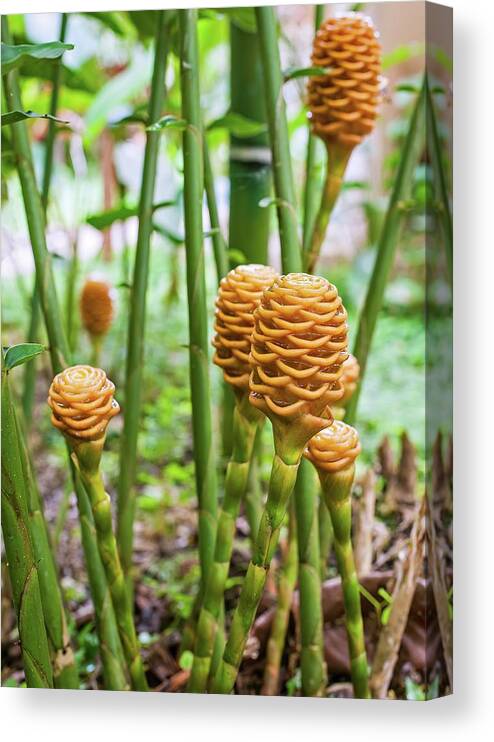 Close Up Canvas Print featuring the photograph Golden beehive ginger Zingiber spectabile griff, Beautiful trop by Henri Leduc