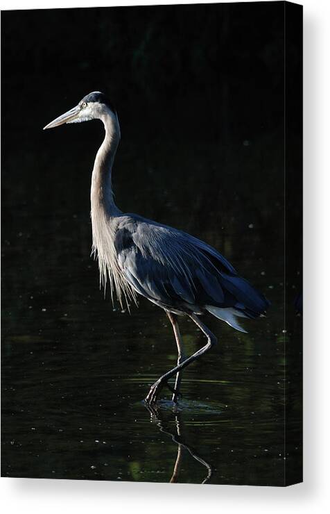 Bird Canvas Print featuring the photograph Great Blue by Ben Foster