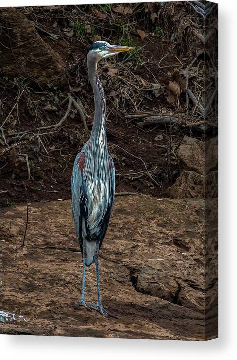 Animals Canvas Print featuring the photograph Great Blue Heron by Brian Shoemaker