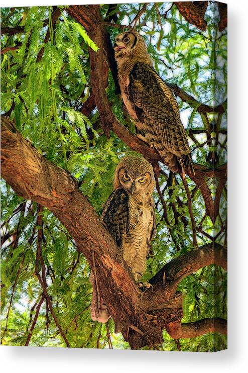 Owl Canvas Print featuring the photograph Great Horned Owls v24156 by Mark Myhaver