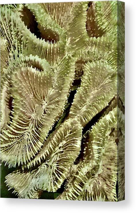 Plants Canvas Print featuring the photograph Green Ways by Kerry Obrist